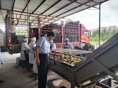 學(xué)黨史 辦實(shí)事 我校農(nóng)產(chǎn)品加工科技服務(wù)團(tuán)隊(duì)赴阿瓦提刀郎慕薩萊思公司開展科技服務(wù)