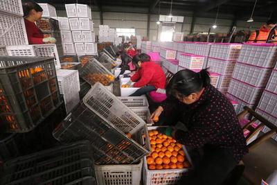 &ldquo;全國網絡主流媒體行&rdquo;走進湖北宜昌 生態(tài)發(fā)展看荊楚 電商平臺助力農產品上行